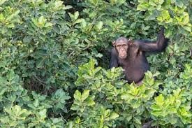 Baboon Islands