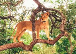 Fathala Reserve