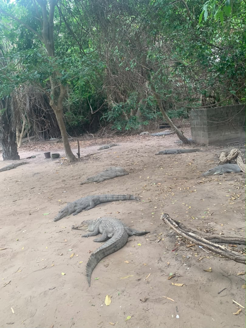 Kachikally Crocodile Pool