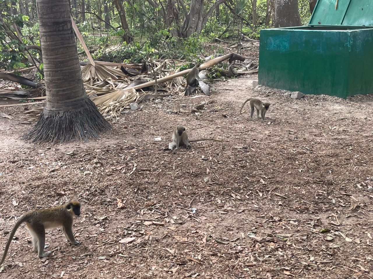 Monkey Park